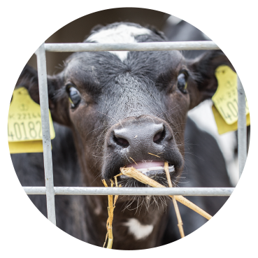 cow